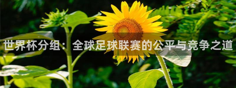 世界杯预选赛欧洲赛区积分榜：世界杯分组：全球足球联赛的公平与竞争之道